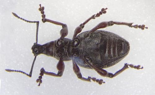 Otiorhynchus sp.